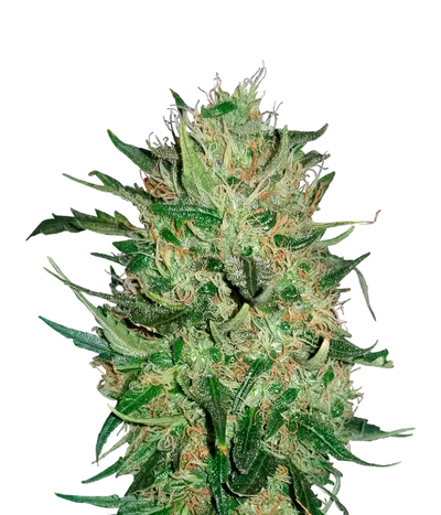 Sweet 'n Sour Outdoor