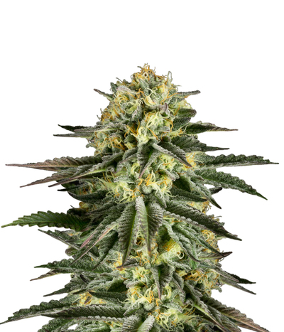 Kush'N'Cheese